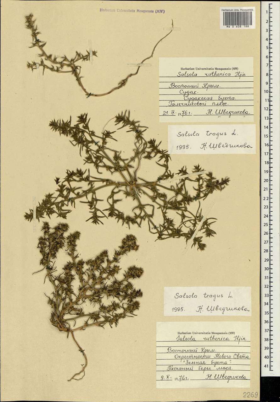 Salsola tragus L., Crimea (KRYM) (Russia)