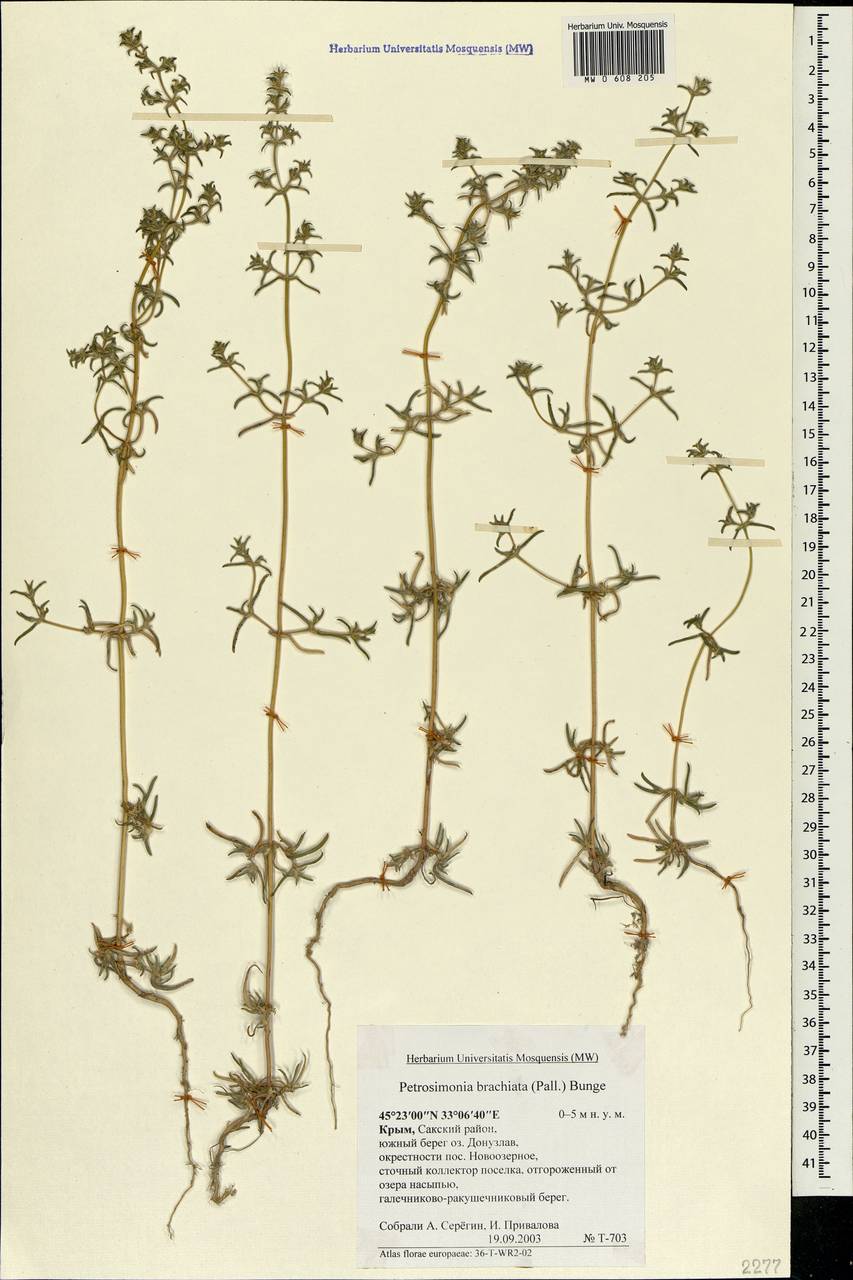 Petrosimonia brachiata (Pall.) Bunge, Crimea (KRYM) (Russia)