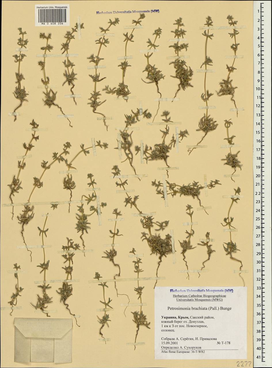 Petrosimonia brachiata (Pall.) Bunge, Crimea (KRYM) (Russia)