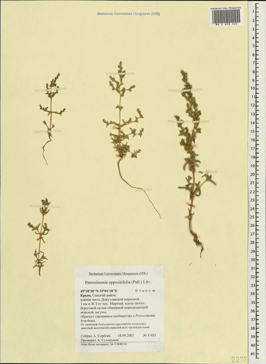 Petrosimonia oppositifolia (Pall.) Litv., Crimea (KRYM) (Russia)