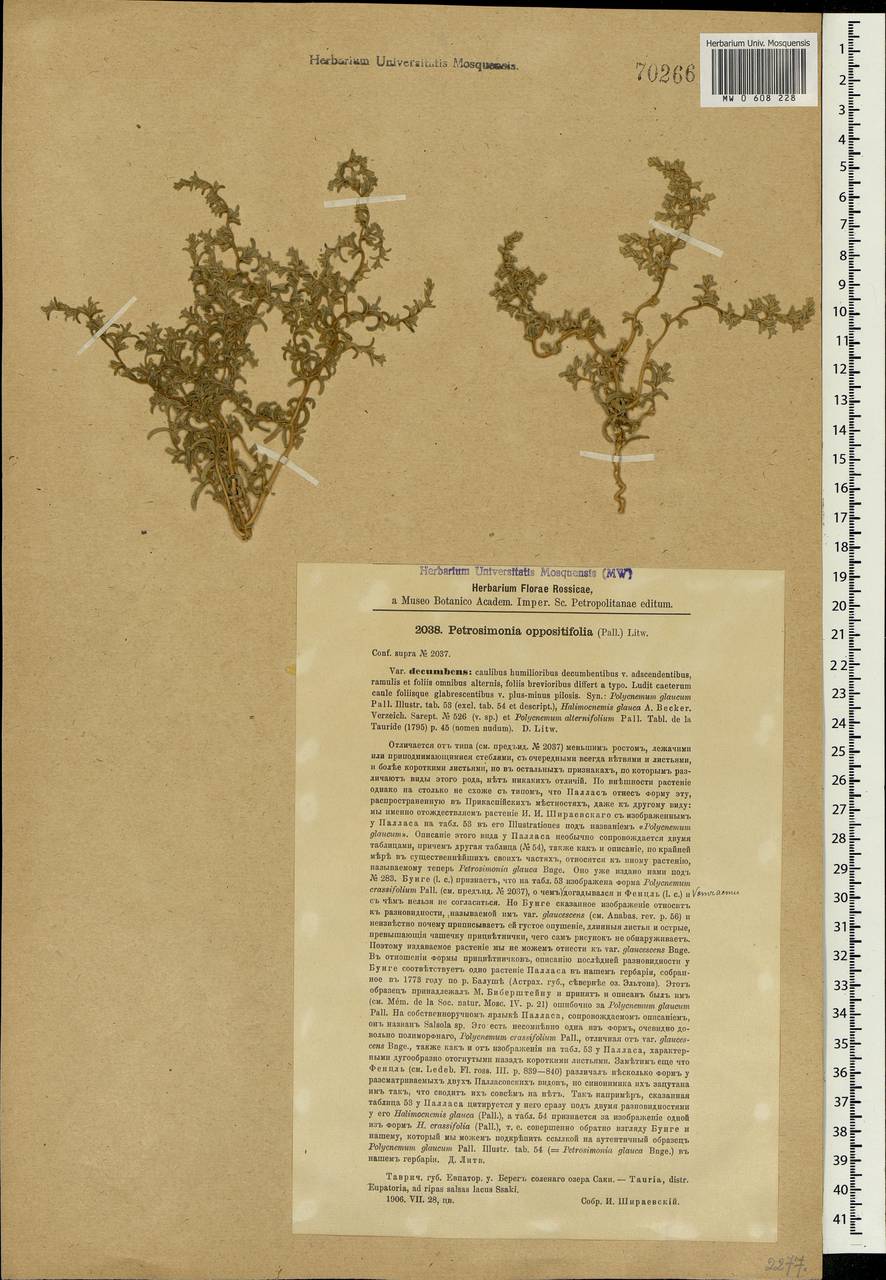Petrosimonia oppositifolia (Pall.) Litv., Crimea (KRYM) (Russia)