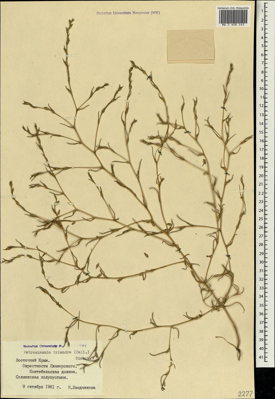 Petrosimonia triandra (Pall.) Simonk., Crimea (KRYM) (Russia)