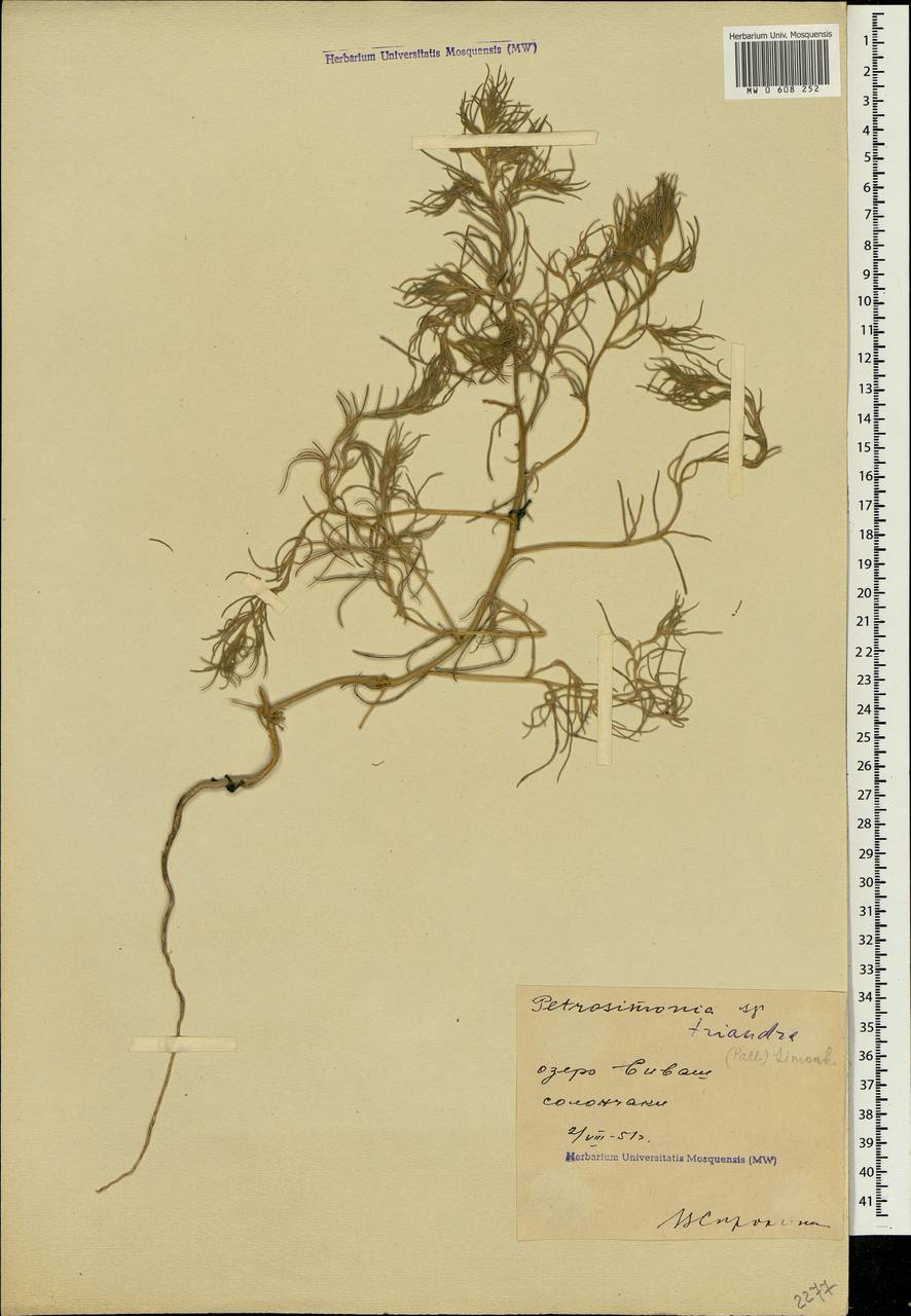 Petrosimonia triandra (Pall.) Simonk., Crimea (KRYM) (Russia)