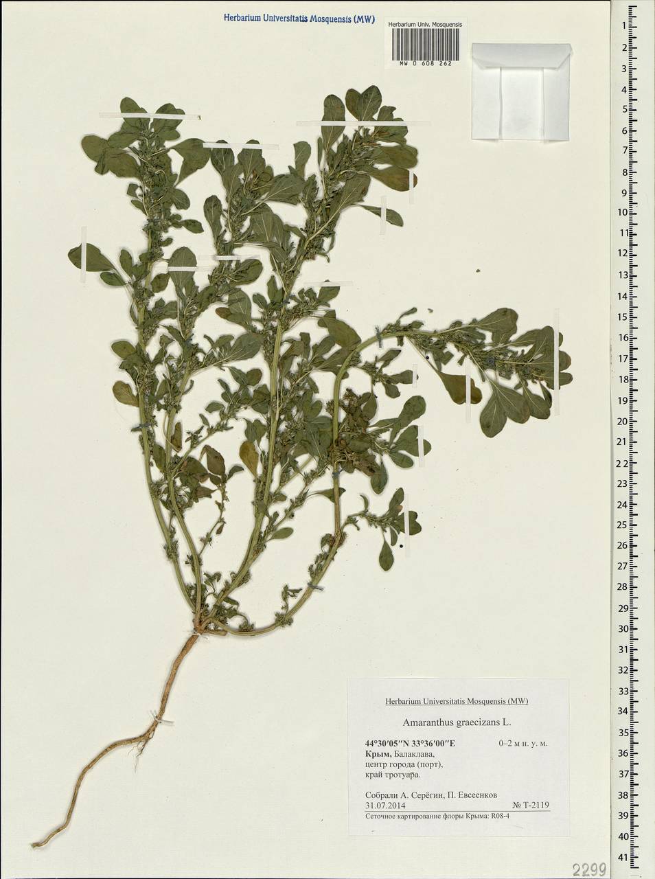 Amaranthus graecizans L., Crimea (KRYM) (Russia)