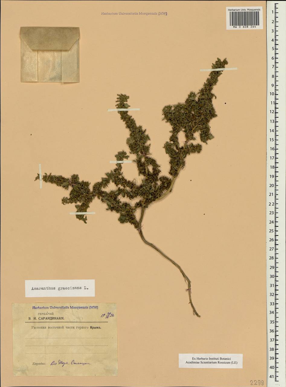 Amaranthus graecizans L., Crimea (KRYM) (Russia)