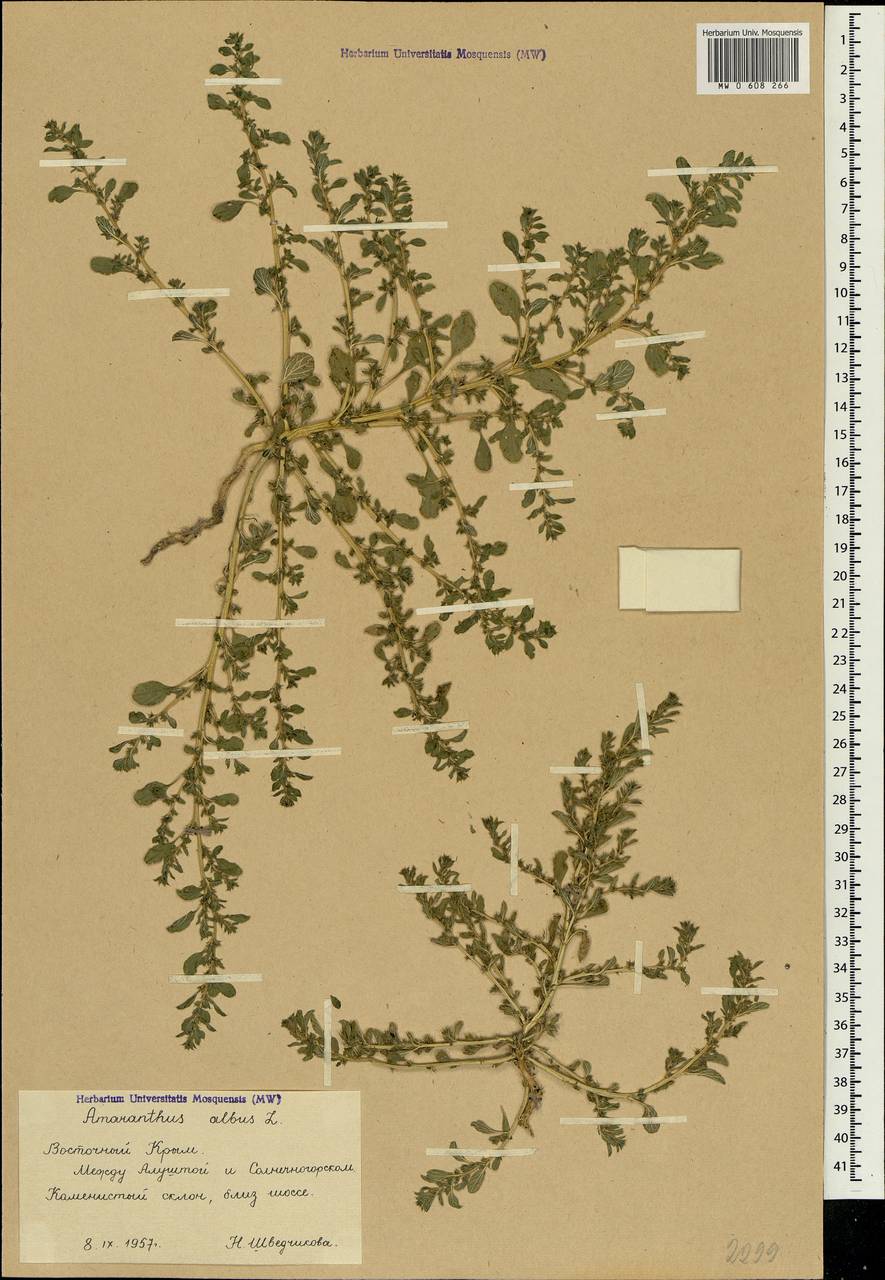 Amaranthus albus L., Crimea (KRYM) (Russia)