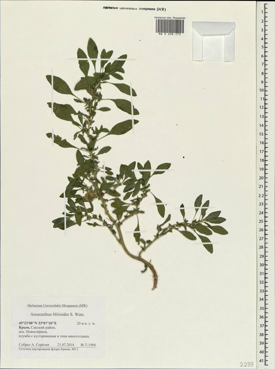 Amaranthus blitoides S.Watson, Crimea (KRYM) (Russia)