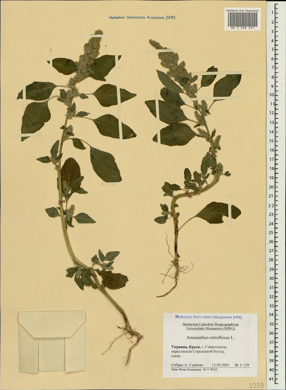 Amaranthus retroflexus L., Crimea (KRYM) (Russia)