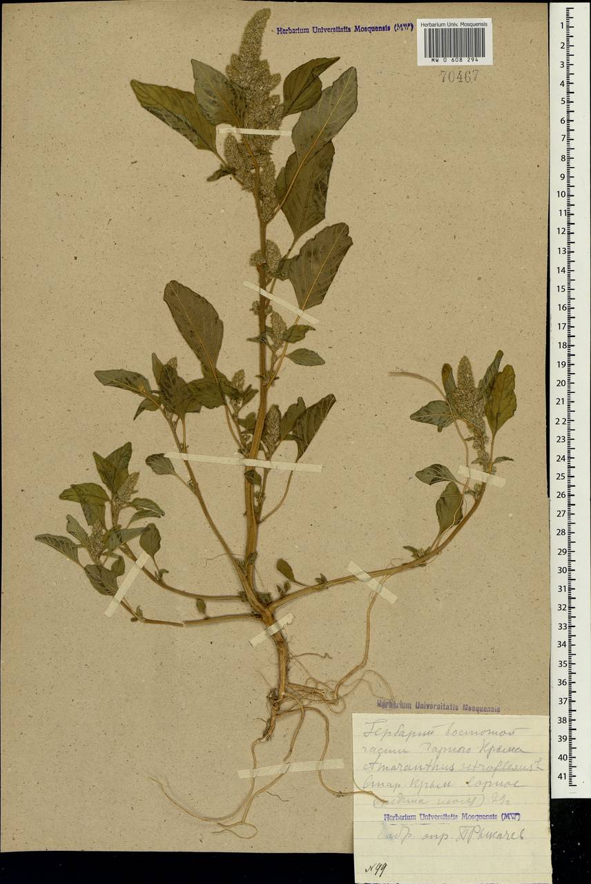 Amaranthus retroflexus L., Crimea (KRYM) (Russia)