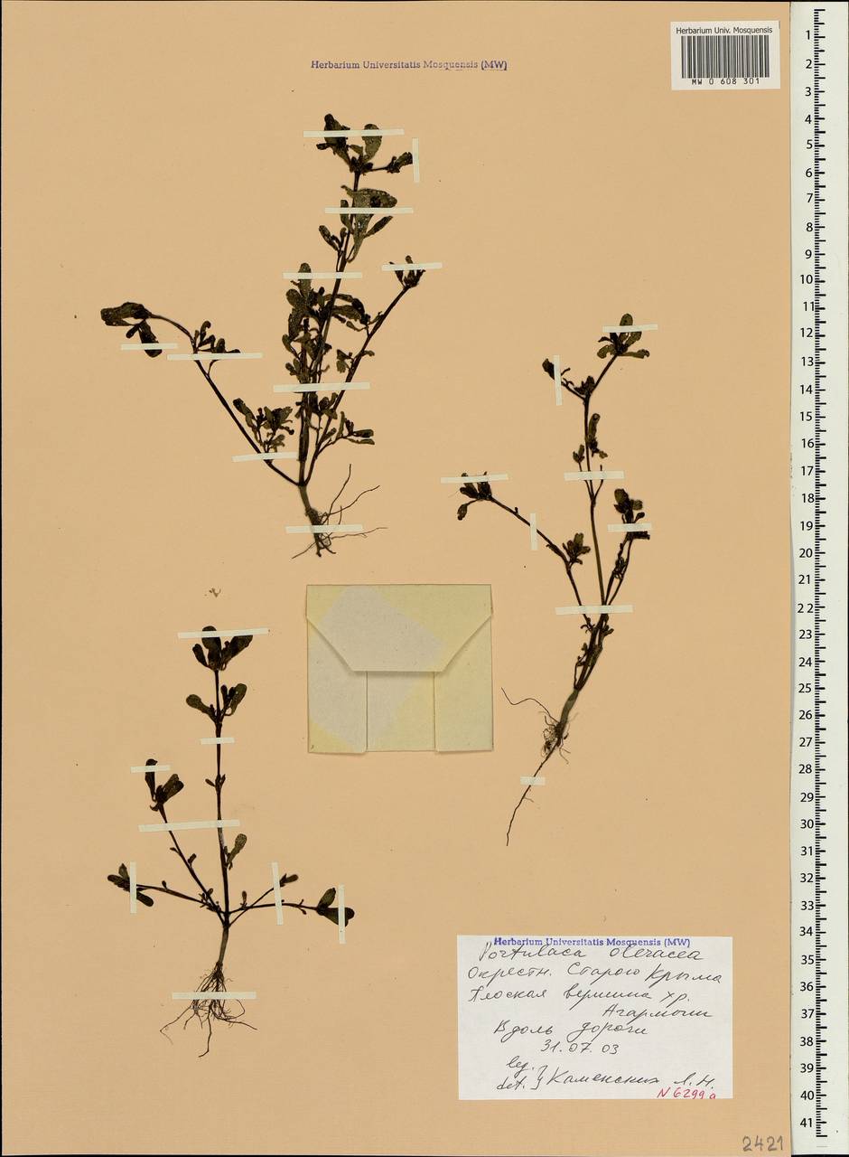 Portulaca oleracea L., Crimea (KRYM) (Russia)