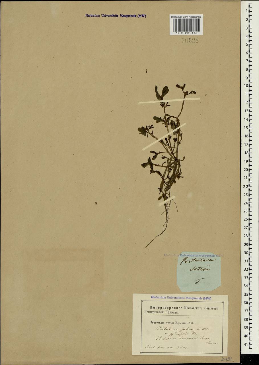 Portulaca oleracea L., Crimea (KRYM) (Russia)