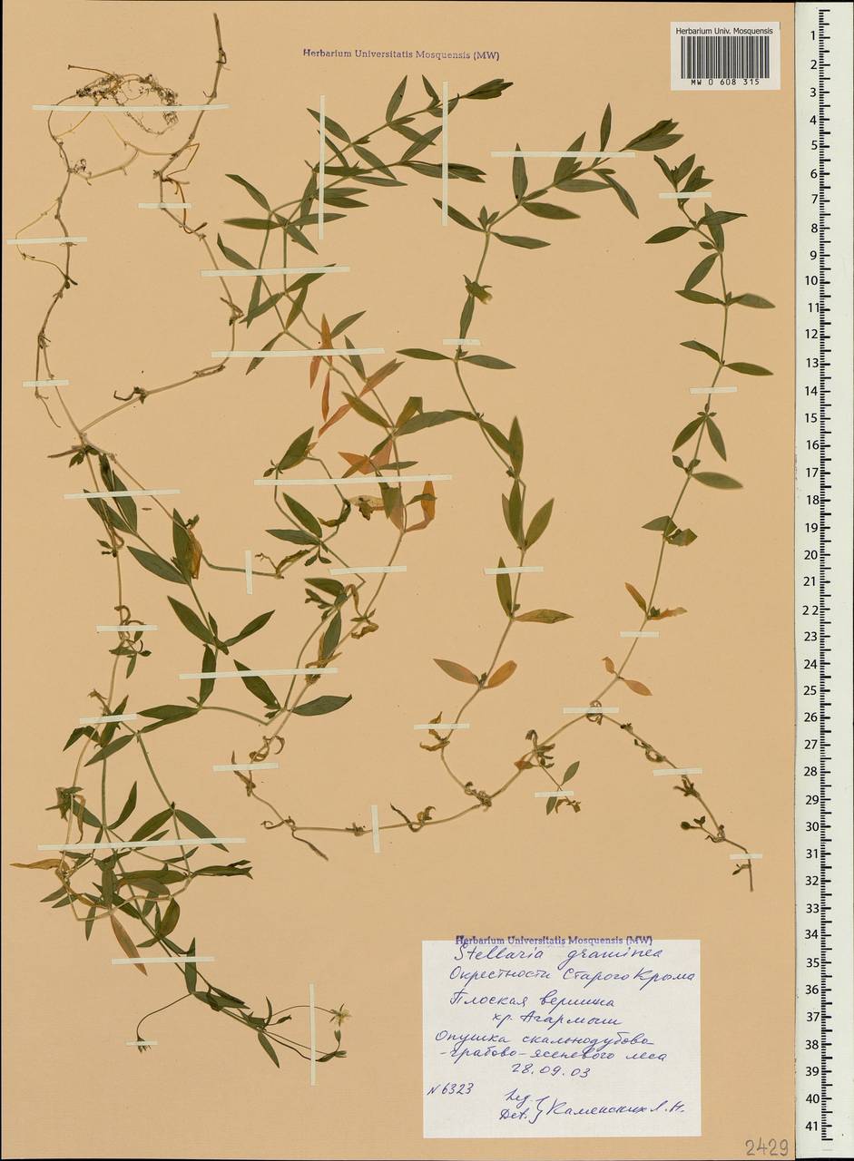 Stellaria graminea L., Crimea (KRYM) (Russia)