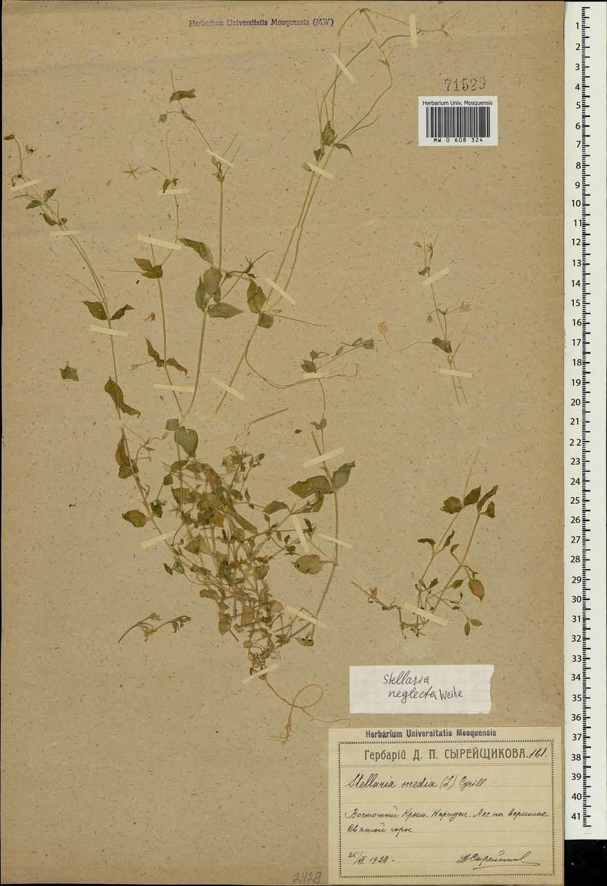 Stellaria neglecta (Lej.) Weihe, Crimea (KRYM) (Russia)