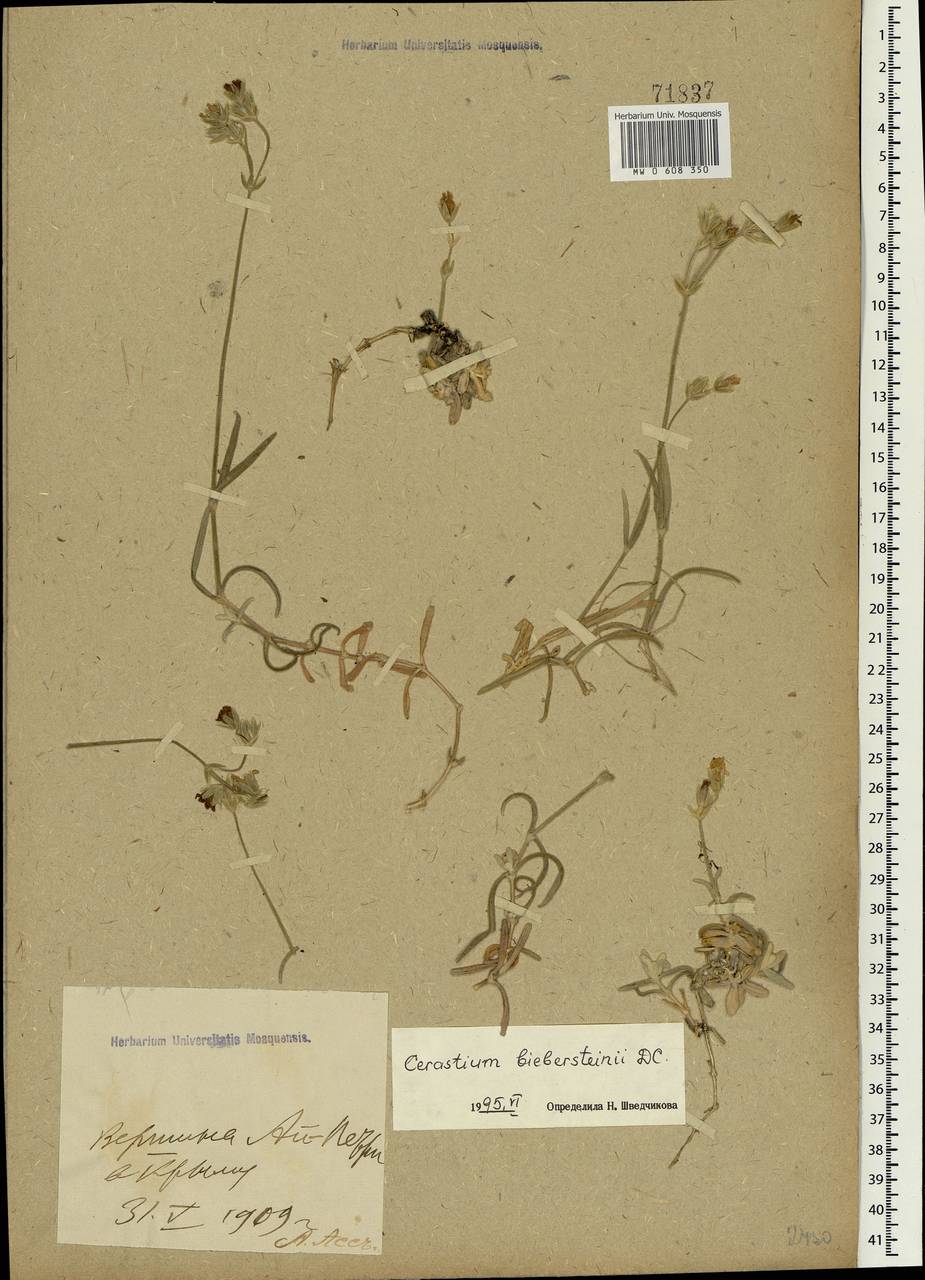 Cerastium biebersteinii DC., Crimea (KRYM) (Russia)