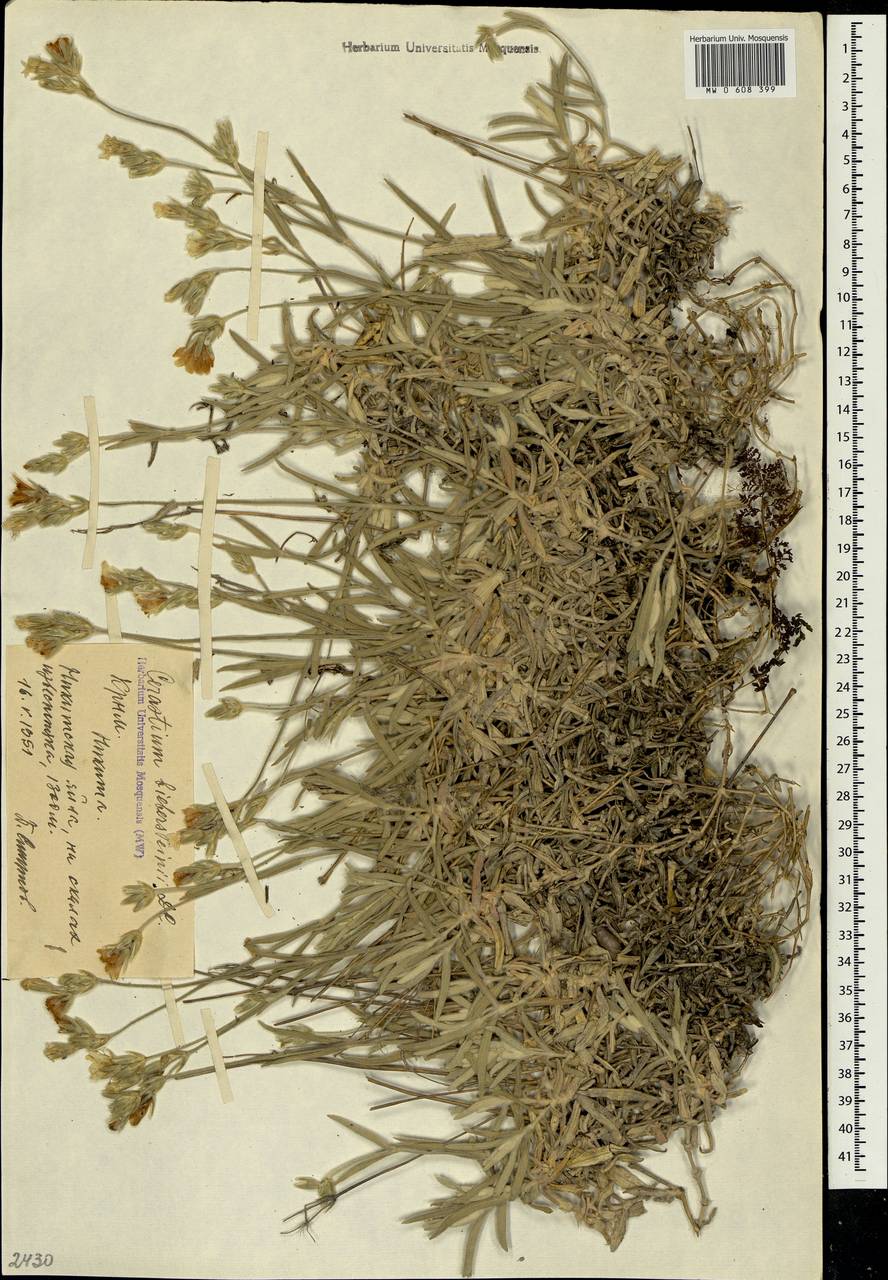 Cerastium biebersteinii DC., Crimea (KRYM) (Russia)