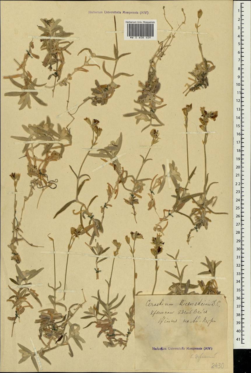 Cerastium biebersteinii DC., Crimea (KRYM) (Russia)