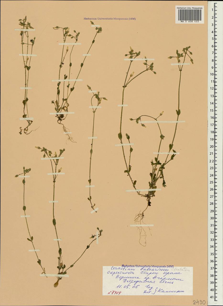 Cerastium semidecandrum L., Crimea (KRYM) (Russia)