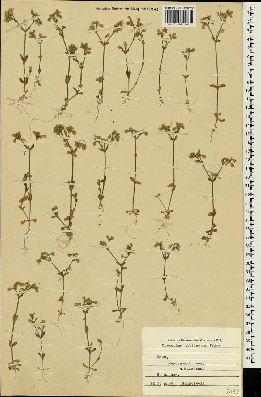 Cerastium glutinosum Fries, Crimea (KRYM) (Russia)