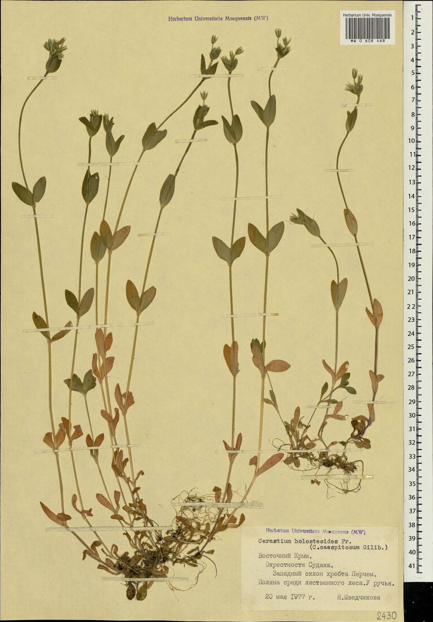 Cerastium holosteoides Fries emend. Hyl., Crimea (KRYM) (Russia)