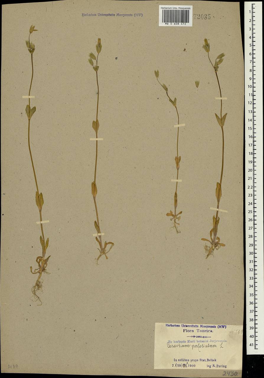 Dichodon perfoliatum (L.) Á. Löve & D. Löve, Crimea (KRYM) (Russia)