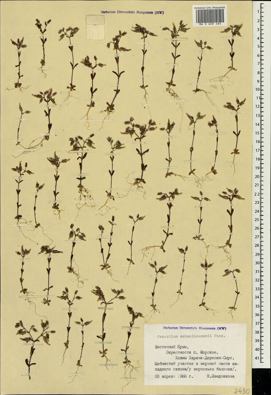 Cerastium ramosissimum Boiss., Crimea (KRYM) (Russia)