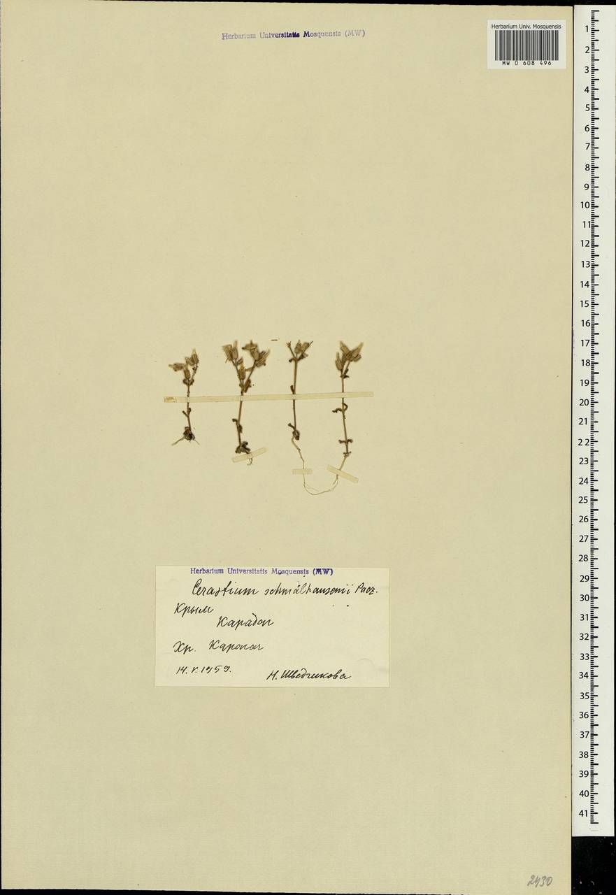 Cerastium ramosissimum Boiss., Crimea (KRYM) (Russia)