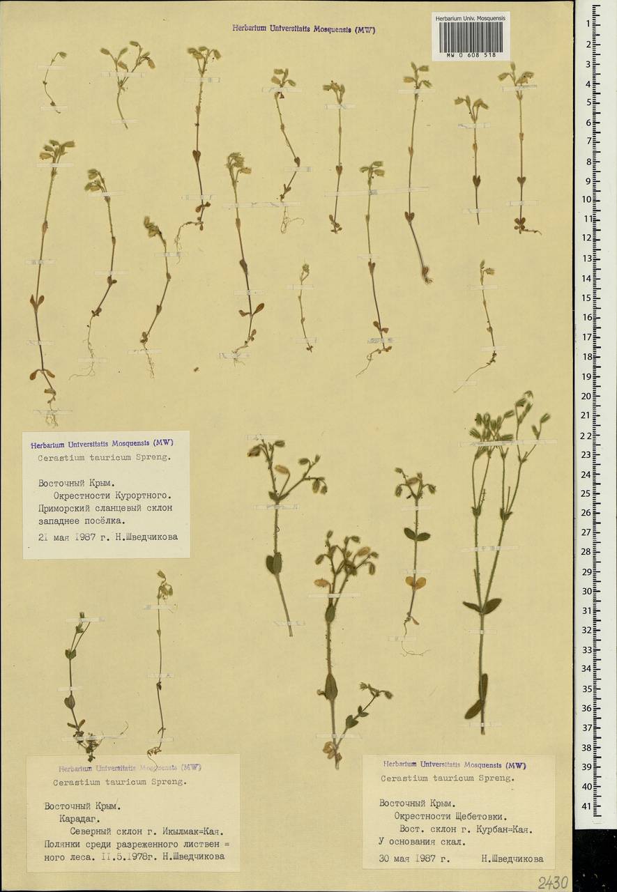 Cerastium brachypetalum subsp. tauricum (Spreng.) Murb., Crimea (KRYM) (Russia)