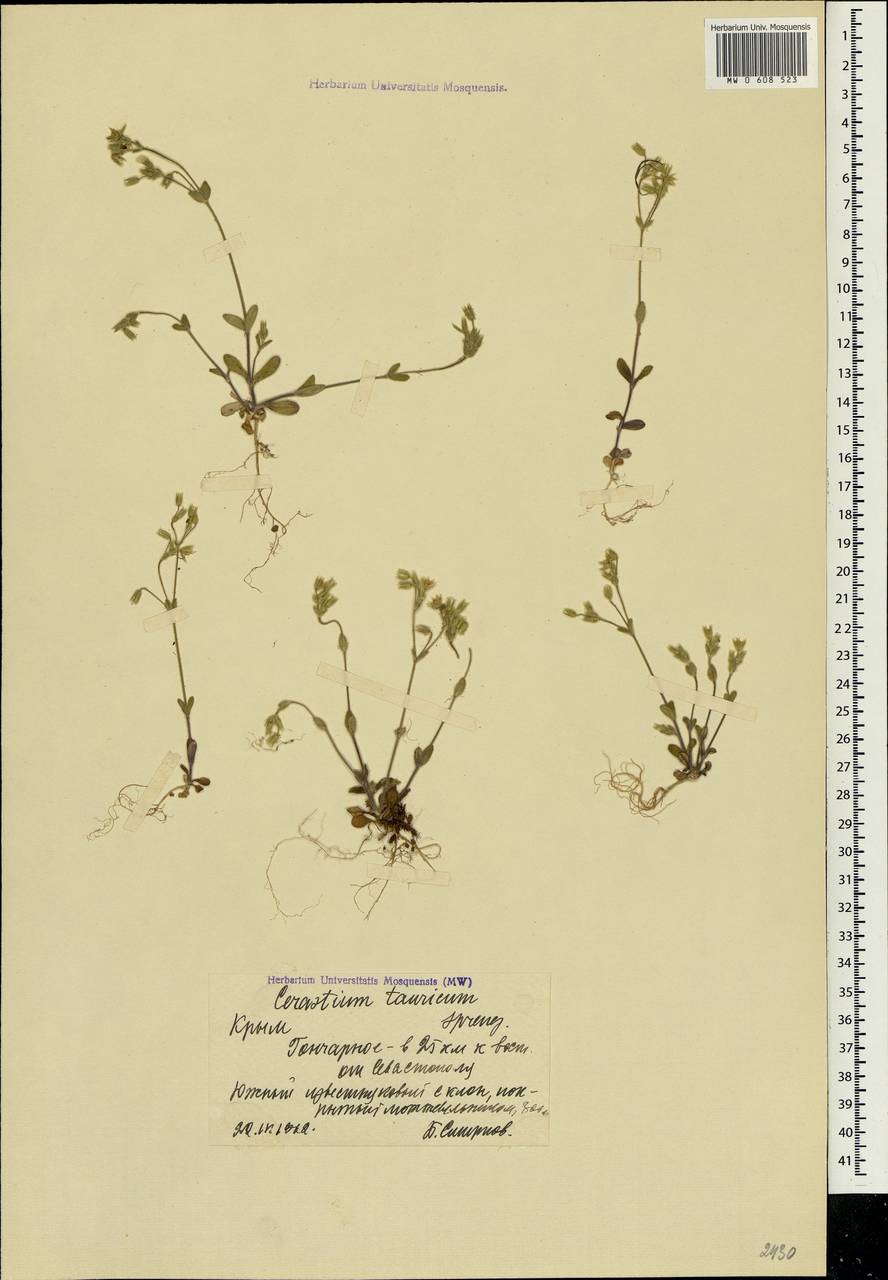 Cerastium brachypetalum subsp. tauricum (Spreng.) Murb., Crimea (KRYM) (Russia)