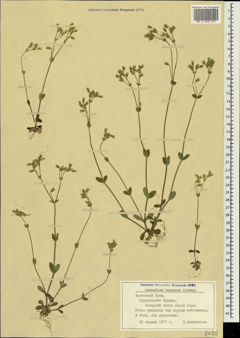 Cerastium brachypetalum subsp. tauricum (Spreng.) Murb., Crimea (KRYM) (Russia)