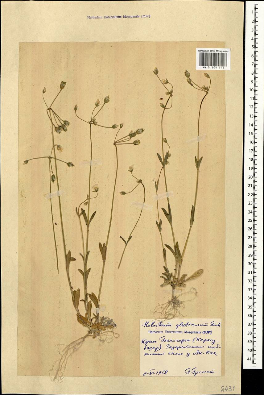 Holosteum glutinosum (Bieb.) Fisch. & C. A. Mey., Crimea (KRYM) (Russia)