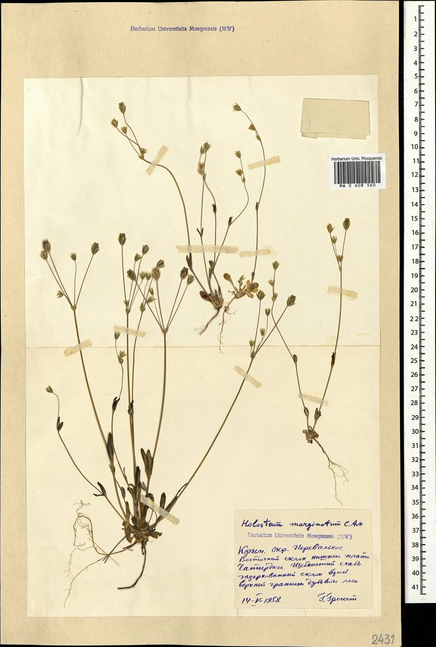 Holosteum marginatum Fisch. & C. A. Mey., Crimea (KRYM) (Russia)