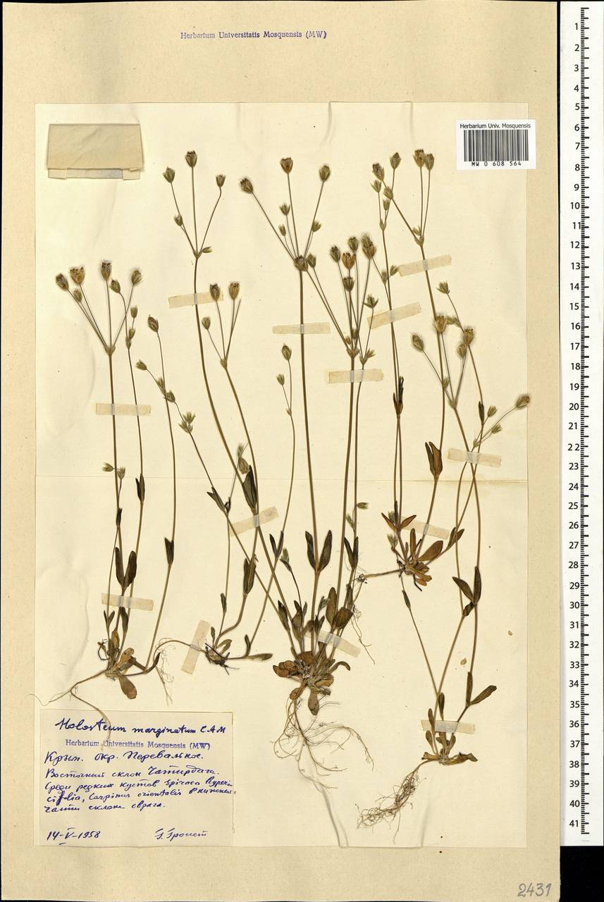 Holosteum marginatum Fisch. & C. A. Mey., Crimea (KRYM) (Russia)