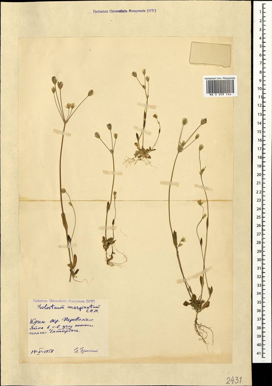 Holosteum marginatum Fisch. & C. A. Mey., Crimea (KRYM) (Russia)