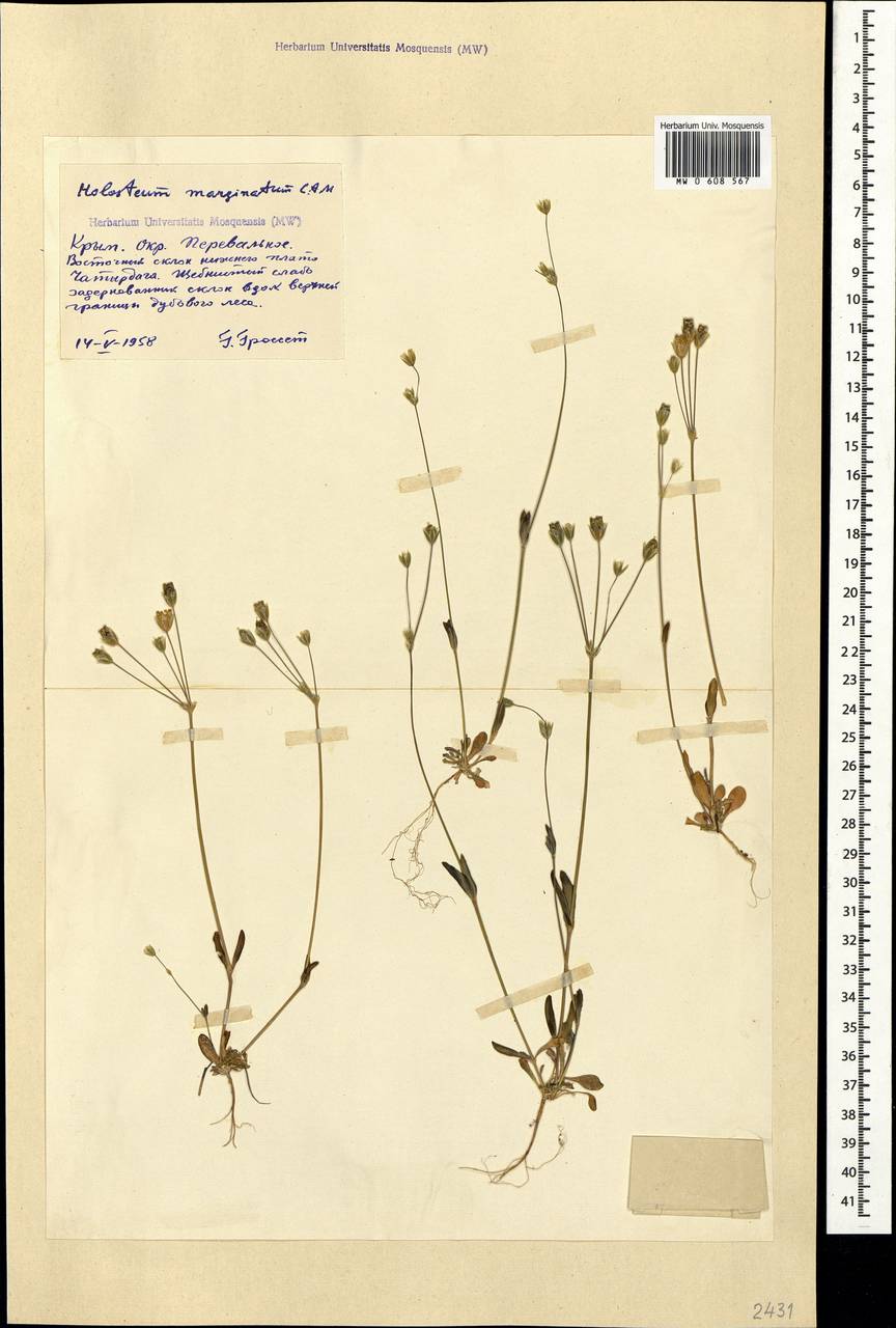 Holosteum marginatum Fisch. & C. A. Mey., Crimea (KRYM) (Russia)
