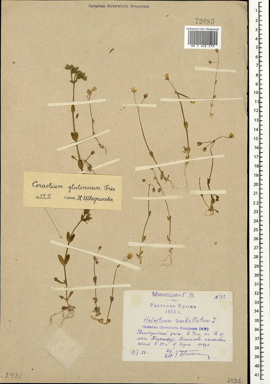 Holosteum umbellatum L., Crimea (KRYM) (Russia)