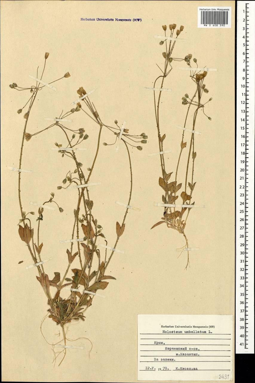 Holosteum umbellatum L., Crimea (KRYM) (Russia)
