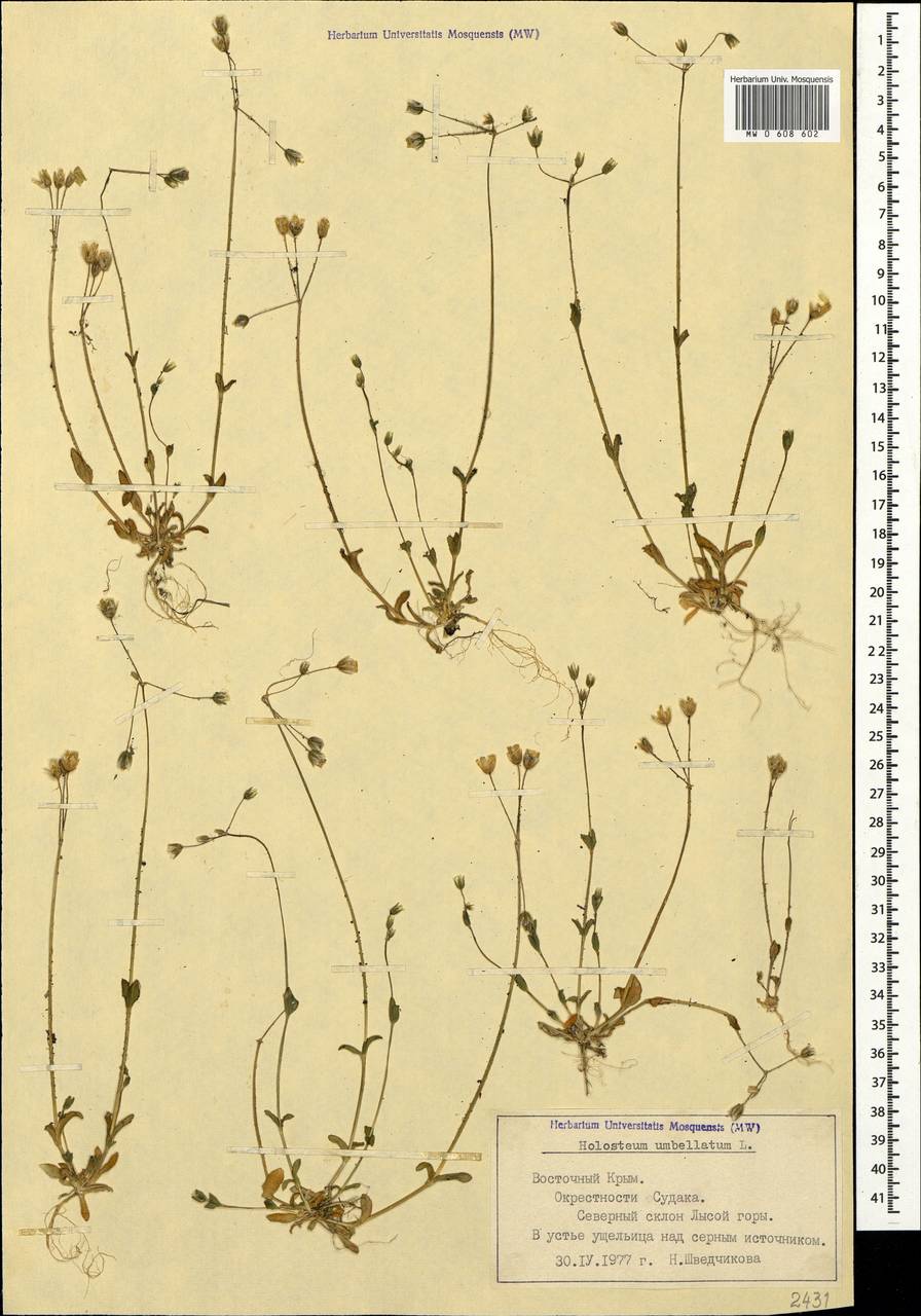 Holosteum umbellatum L., Crimea (KRYM) (Russia)