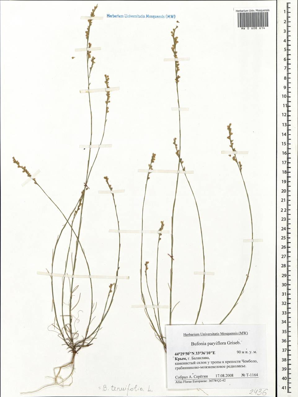 Bufonia tenuifolia, Crimea (KRYM) (Russia)