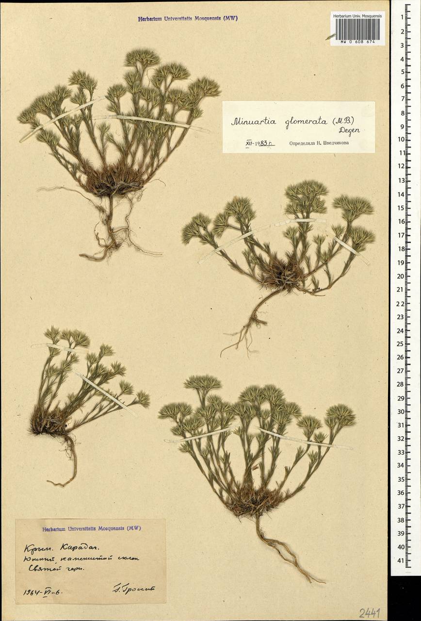 Minuartia glomerata (M. Bieb.) Degen, Crimea (KRYM) (Russia)