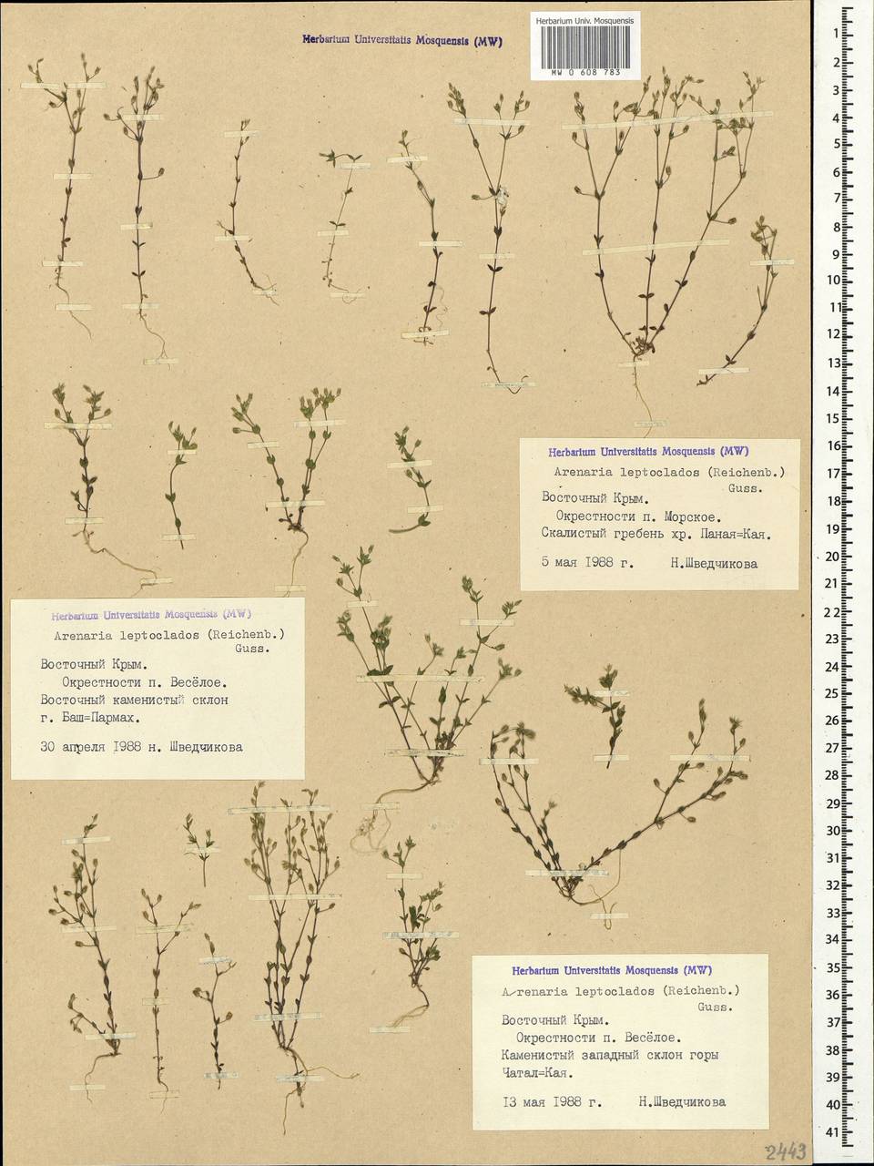 Arenaria leptoclados (Rchb.) Guss., Crimea (KRYM) (Russia)