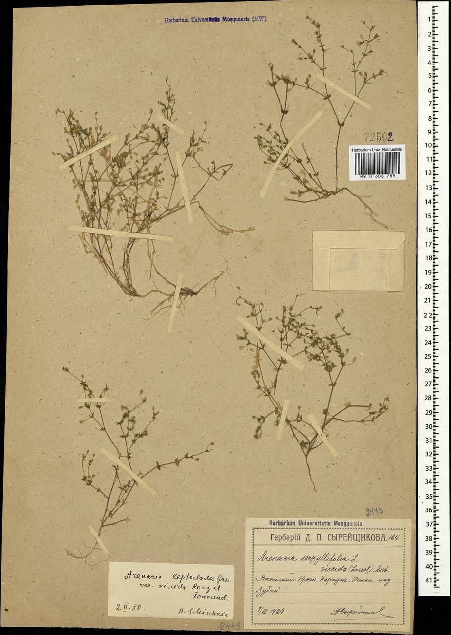 Arenaria leptoclados (Rchb.) Guss., Crimea (KRYM) (Russia)