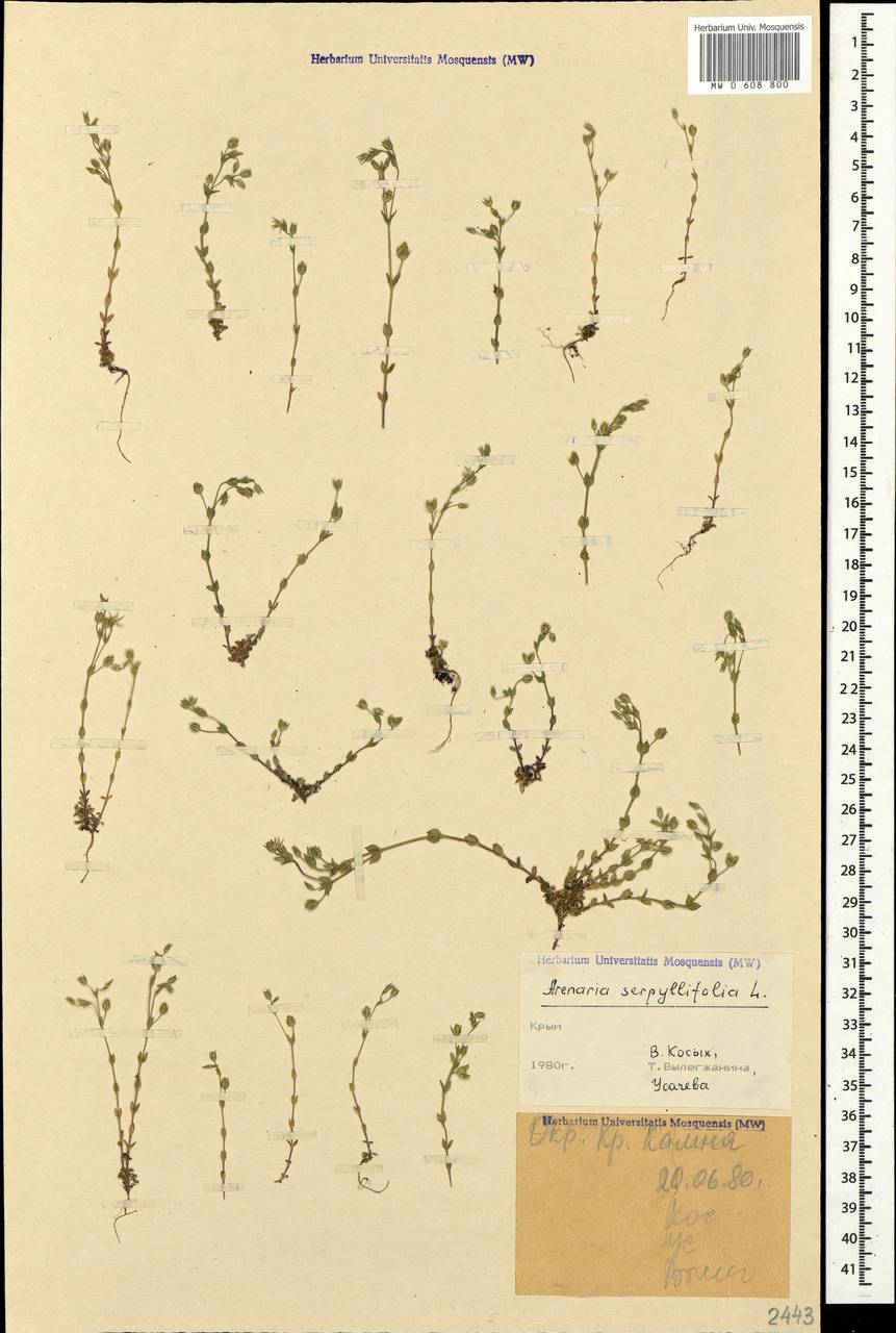 Arenaria serpyllifolia L., Crimea (KRYM) (Russia)