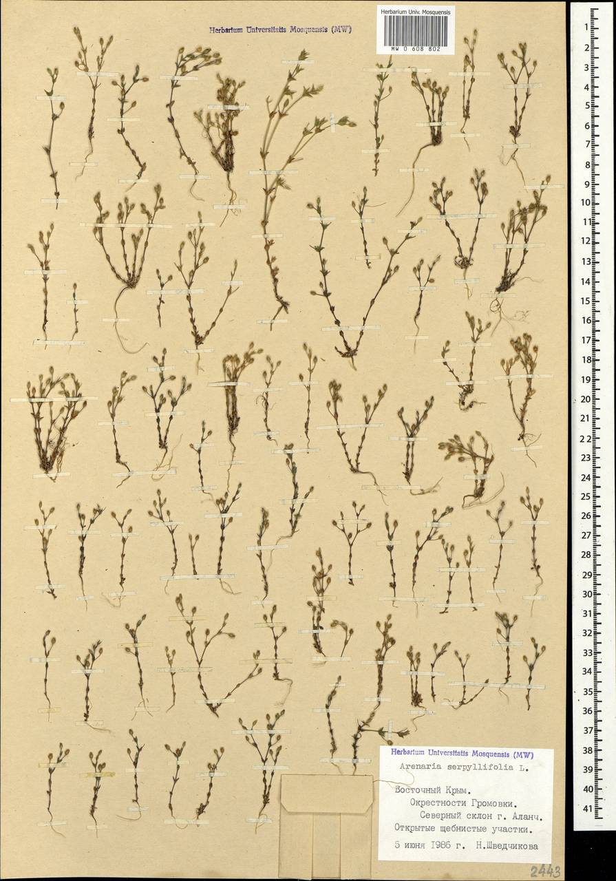 Arenaria serpyllifolia L., Crimea (KRYM) (Russia)