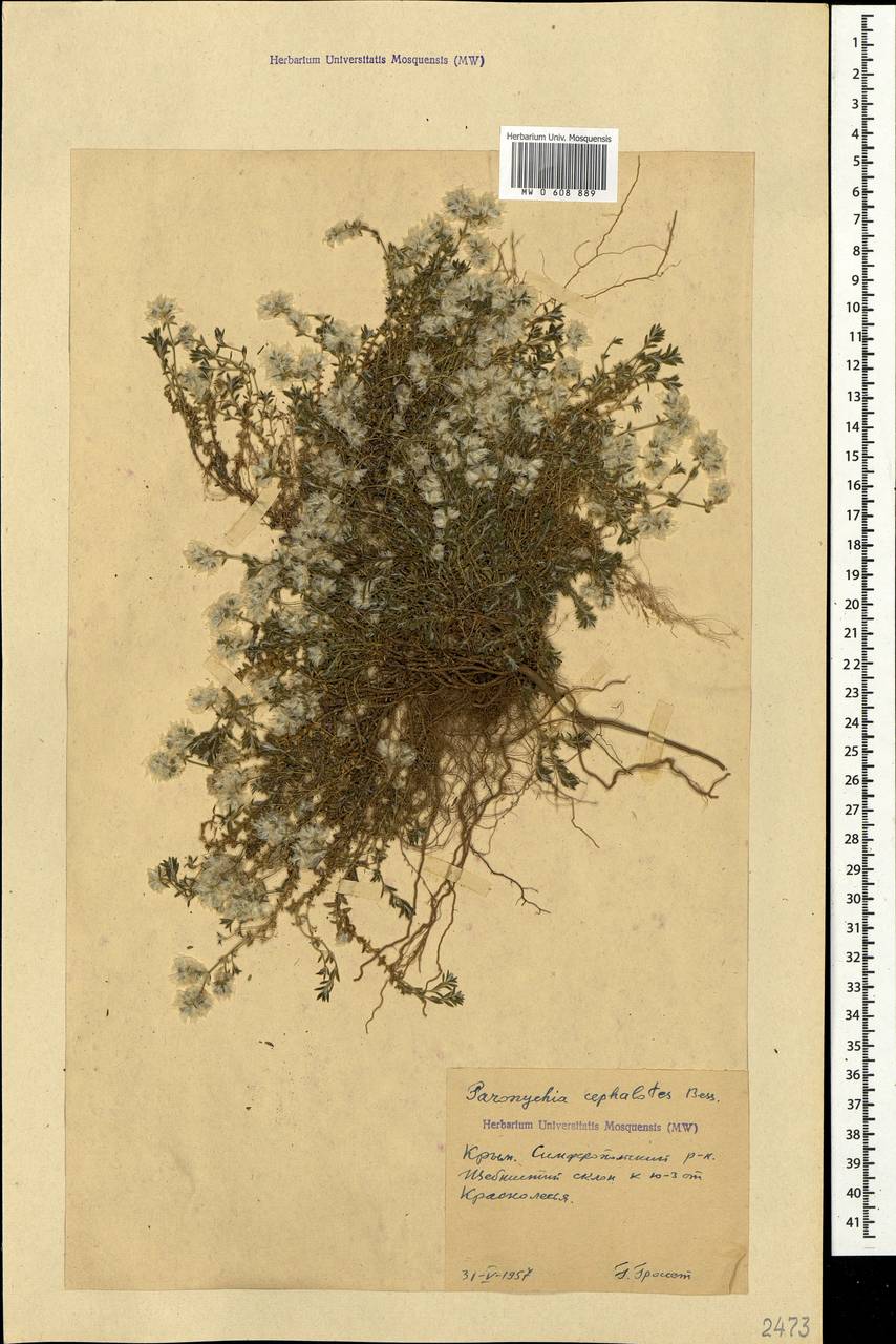 Paronychia cephalotes, Crimea (KRYM) (Russia)