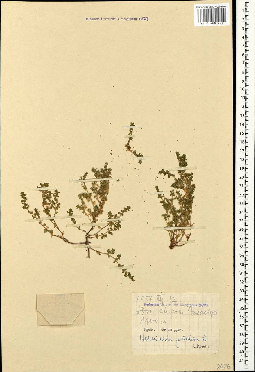Herniaria glabra, Crimea (KRYM) (Russia)