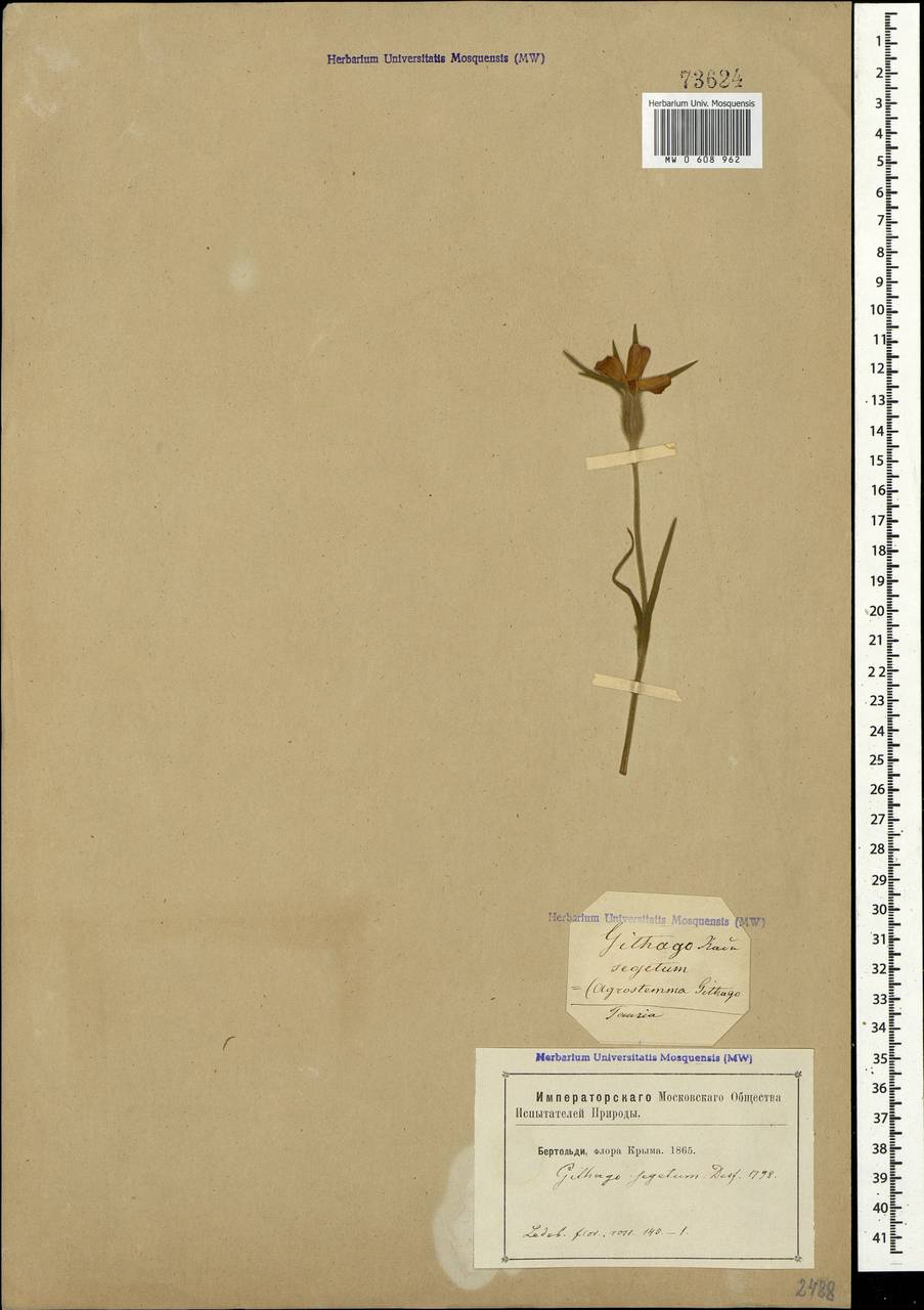 Agrostemma githago L., Crimea (KRYM) (Russia)