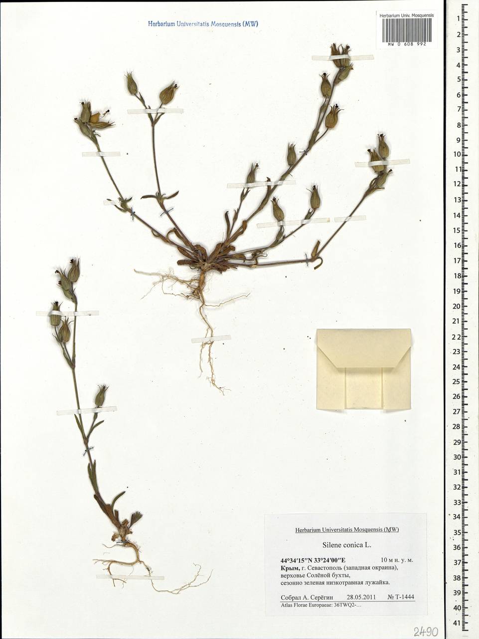 Silene conica subsp. conica, Crimea (KRYM) (Russia)