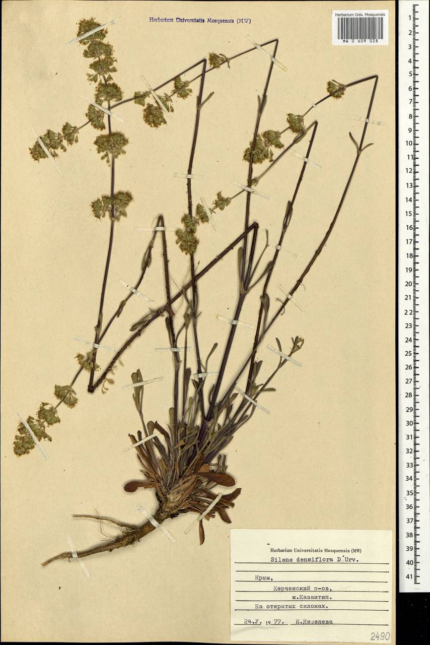 Silene densiflora d'Urv., Crimea (KRYM) (Russia)