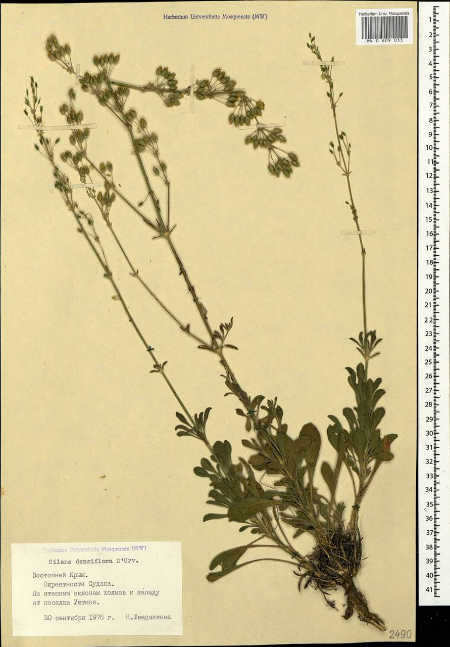 Silene densiflora d'Urv., Crimea (KRYM) (Russia)