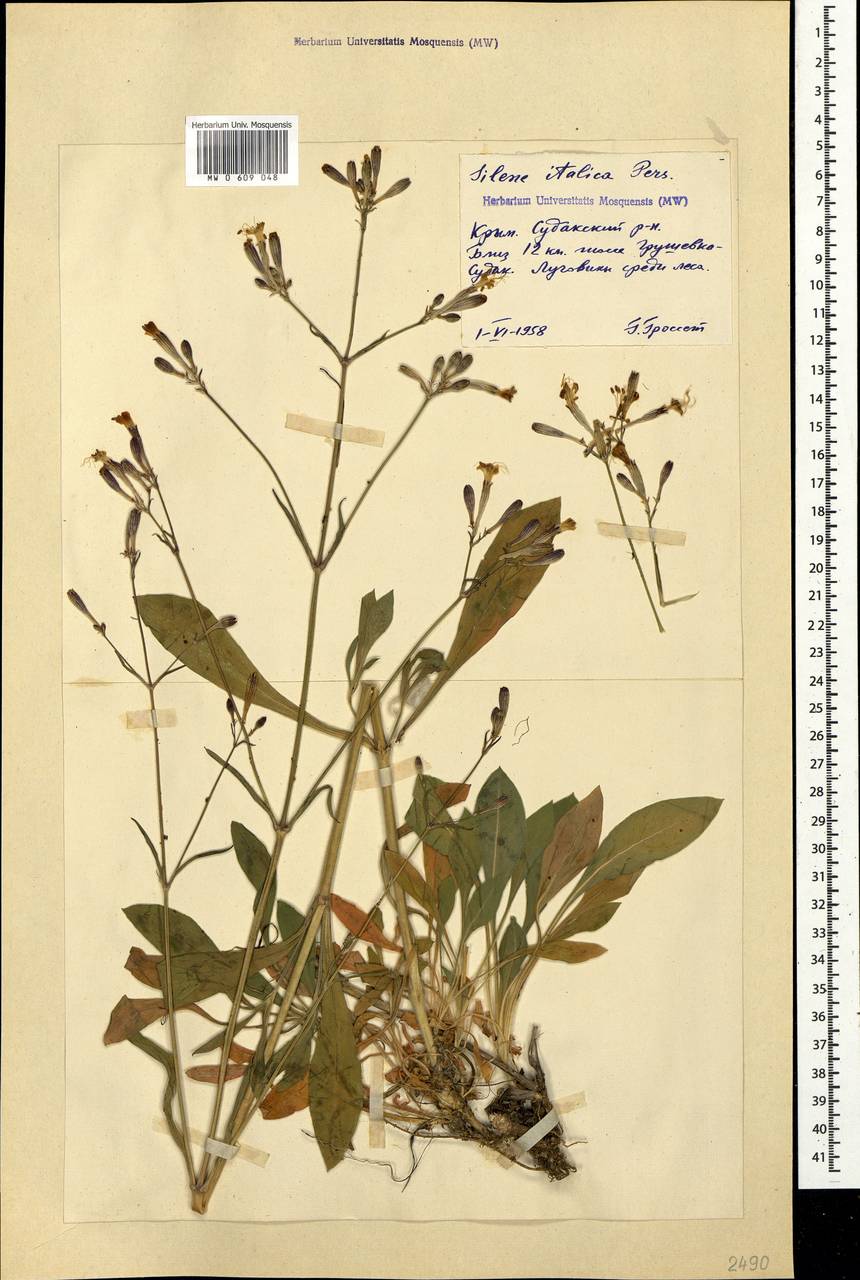 Silene italica (L.) Pers., Crimea (KRYM) (Russia)